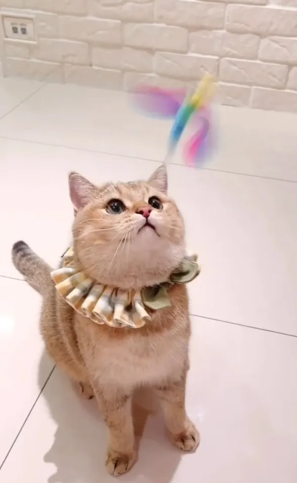 英短貓好靜穩重，比較不愛動。IG @manman.meow 提供