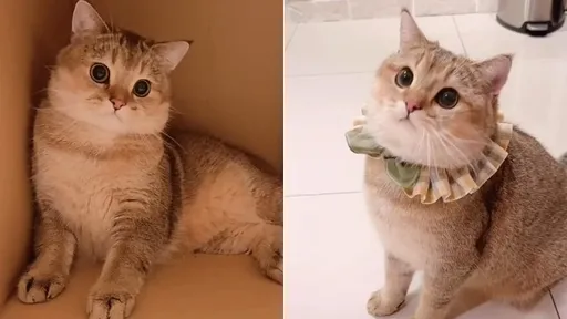 長長一根超誘惑!喵星人再傲嬌也抗拒不了