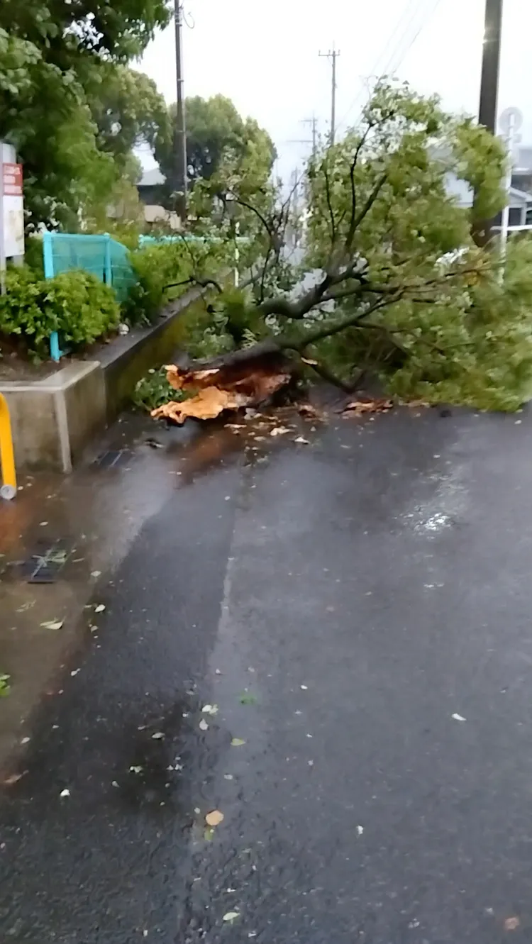 鹿兒島一處道路，9日因為卡努帶來的強風而吹倒樹木。路透社