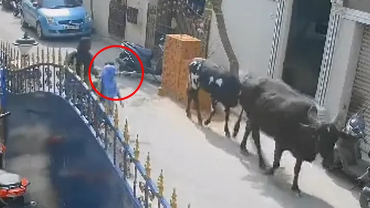 事件起因疑似弟弟朝牛隻假裝開槍還發出「biu biu biu」的聲音，引發牛隻不滿。翻攝自推特