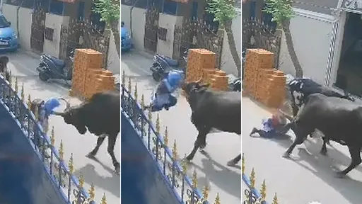 驚悚影片|弟假開槍「biu biu biu」引牛報復 害9歲姊遭牛角插起掄地