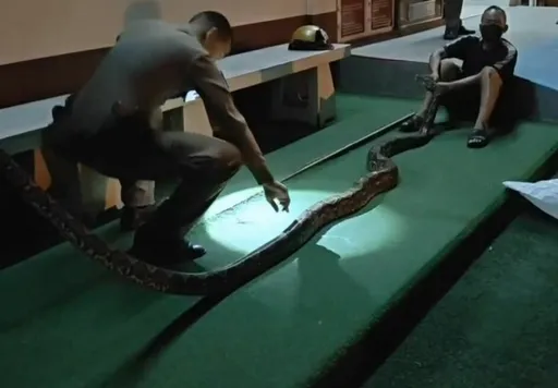 這男的太狠了...蟒蛇繞頸他使出「救命招」逼鬆口 還騎車拖它進警局