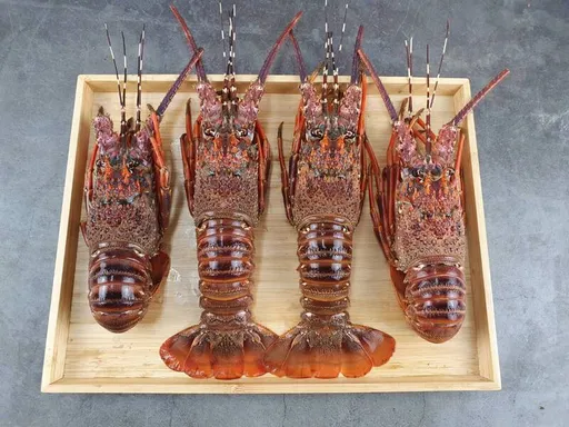 捐血送龍蝦是真的!時間地點公開了 「限量200隻送完為止」