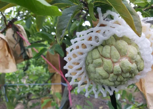 台南释迦农注意!杜苏芮风灾可领救助每公顷9.5万元 这些资料记得带