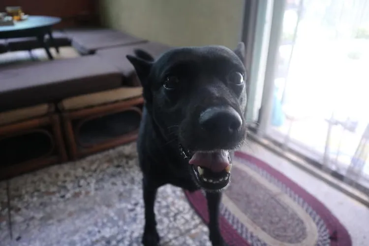 老宅裡有一隻狗，會陪大家一起看電影。翻攝臉書社團「彰化人大小事」