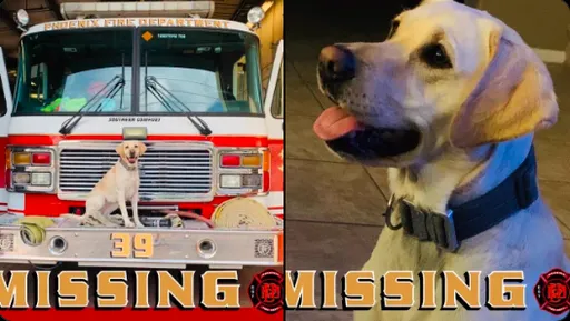 搜救犬搞失蹤要人協尋 蛤?竟近在咫尺爽做「這件事」