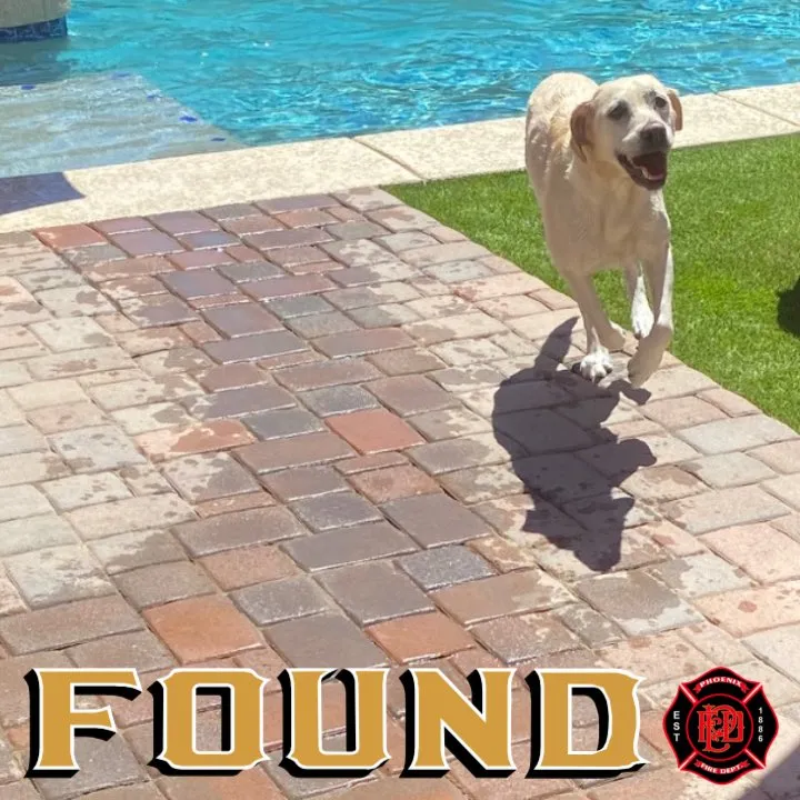 莫西跑去鄰居家的游泳池游泳。翻攝鳳凰城消防隊官方帳號