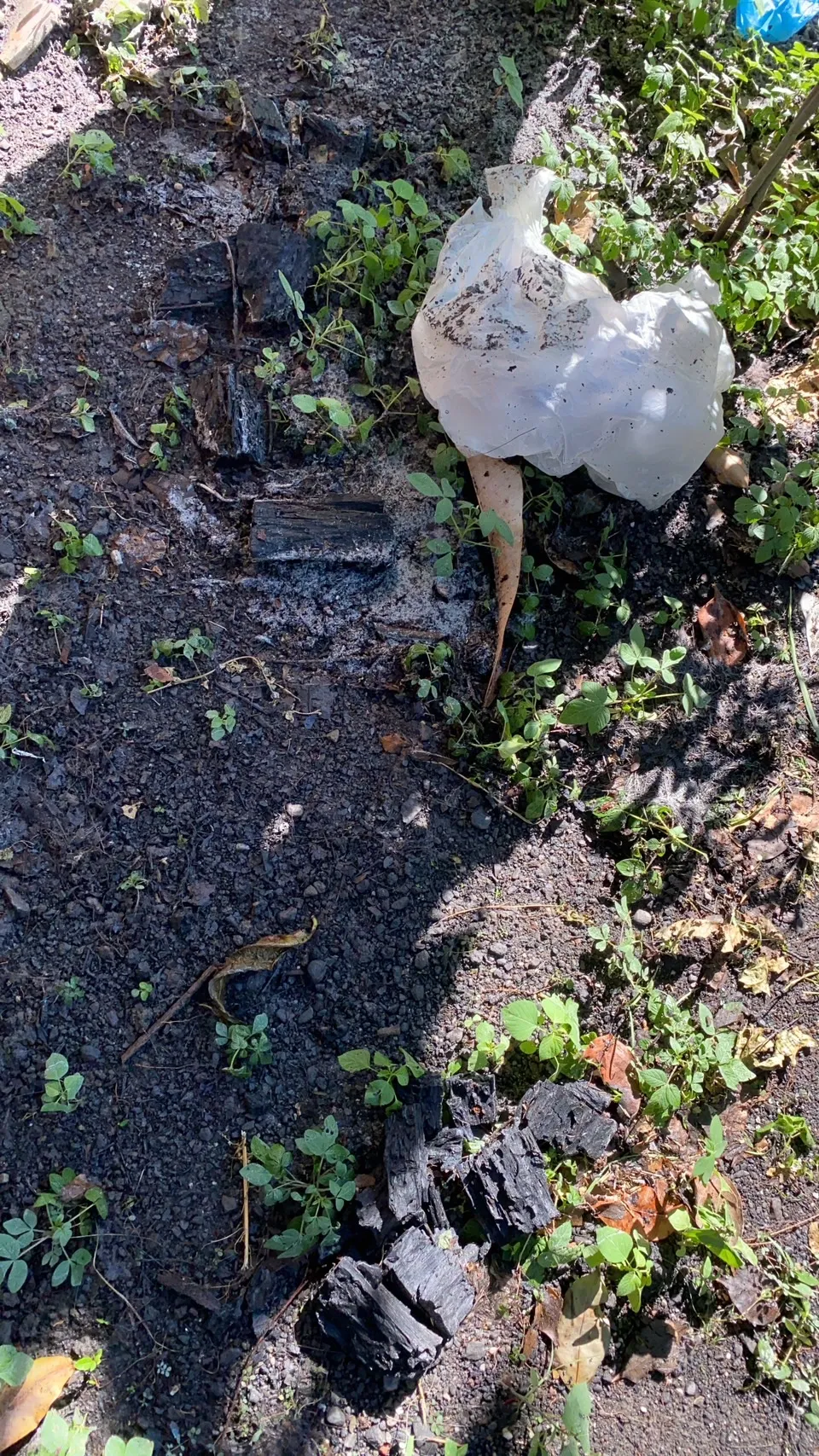 草地上發現有木炭跟火種。翻攝畫面