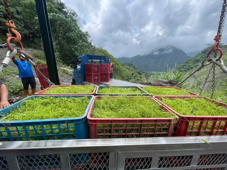 今日桃源區公所啟動緊急流籠，將復興、拉芙蘭和梅山三里的農產運送出來。原民會提供
