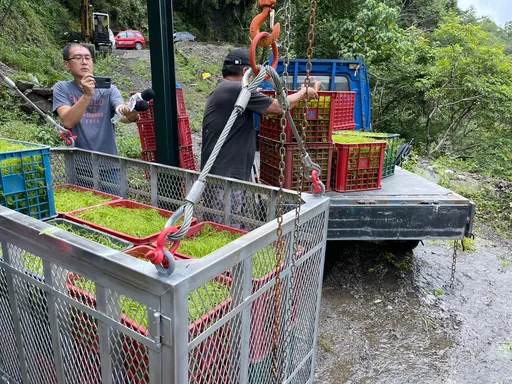 明霸克露橋便道搶修中！桃源區流籠首次啟動運送龍鬚菜成功　大幅減輕農民損失
