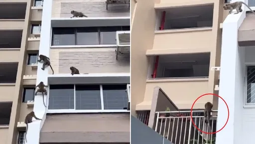 身手矯健片!都市猴子大鬧住宅區 高速滑降比「蜘蛛人」還強