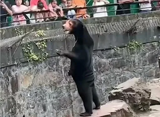 「馬來熊」是不是人假扮? 太好奇!杭州動物園遊客暴增3成