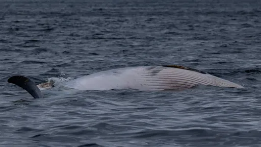 智利海灘驚見藍鯨屍　專家：沖刷上岸前恐已死亡
