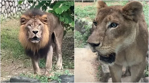 獅子每天16:50齊吼「下班了」影片逗趣　園方揭密牠們在做啥