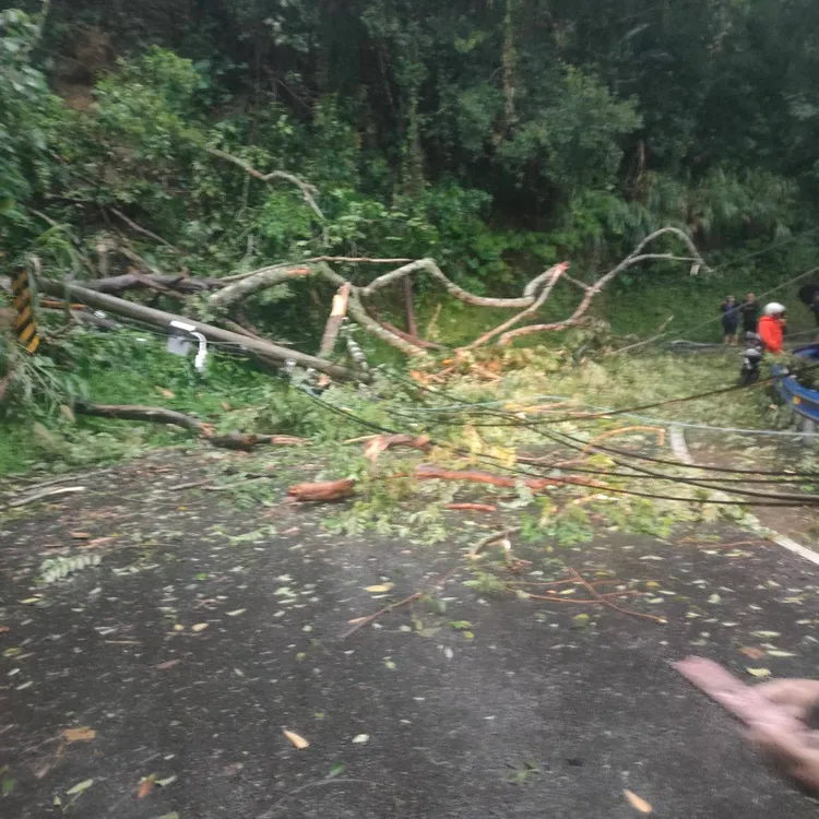 竹縣發生多起路樹倒塌。新竹縣消防局提供