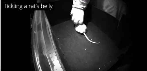 老鼠被搔癢竟發出「吱吱笑聲」 玩耍時間牠大腦這部位最活躍