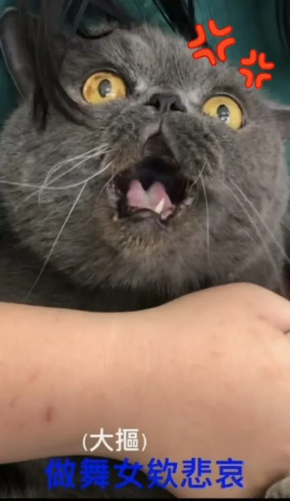 可以不要剪偶指甲嗎？TikTok@powpowqqplus 提供