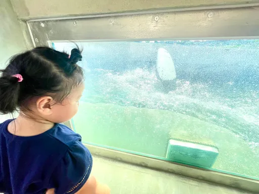 新店碧潭堰歷經3年整建今啟用 打通中斷半世紀生態廊道