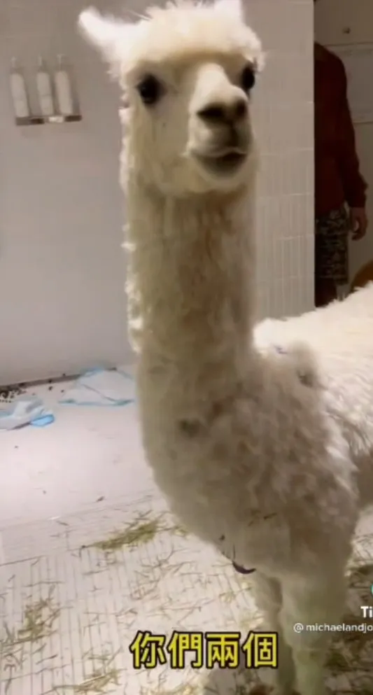 羊駝俗稱草泥馬，屬偶蹄目駱駝科。TikTok@michaelandjordan101 提供
