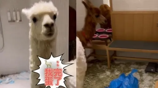 羊駝「集體犯案」闖禍了！牠傻眼完蛋　竟使出這招裝字訣