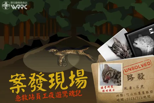 不只行人地獄！「路殺煉獄」1夜3死　石虎頭骨碎裂、眼球爆眶慘死