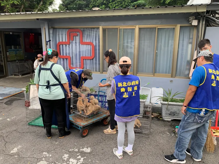 陳小姐將小黃犬們送交板橋動物之家。動保處提供