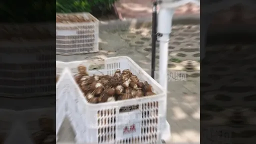 雙賊工具人！偷挖農田350公斤芋頭　農民開心直呼省事