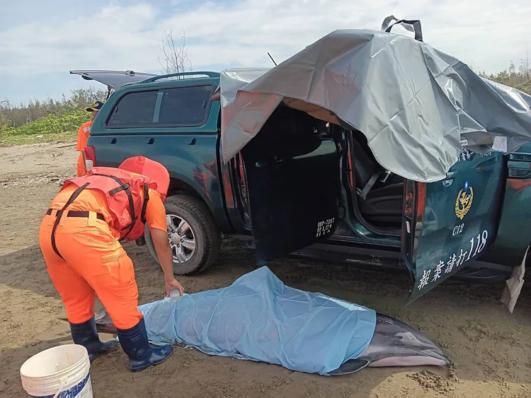 海巡岸巡隊今早救援擱淺海豚。翻攝畫面