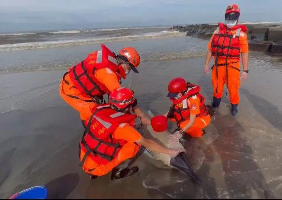 海巡岸巡隊今早救援擱淺海豚。翻攝畫面