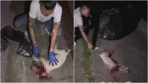 慘忍虐殺浪犬砍頭激怒全網 刺青8+9投案了!犯案動機「只因這事」