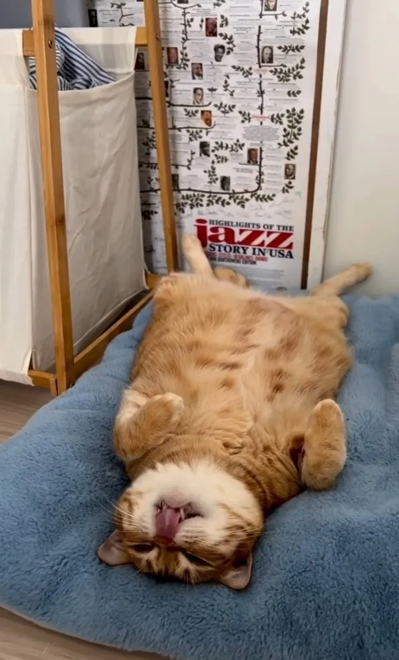 偶是肥貓慵懶的加菲貓。IG @luffy.laufyfamily 提供