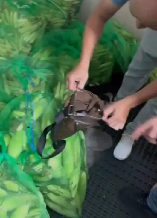 警方於蘆洲一處蔬菜倉庫找到作案槍枝。翻攝畫面