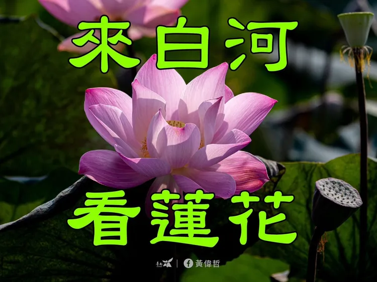 長輩圖常見以蓮花、佛像為主題。翻攝自黃偉哲臉書