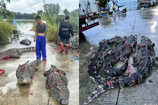 暴雨釀災！75條巨鱷集體出逃　「只抓到8隻」官方疾呼：沒事別出門