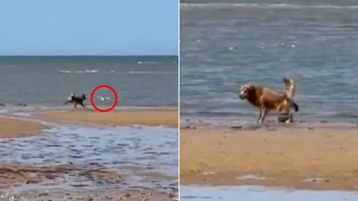 狗狗沙灘追獵海鷗「竟是找廁所?」 網笑噴:傷害性不大侮辱性極強