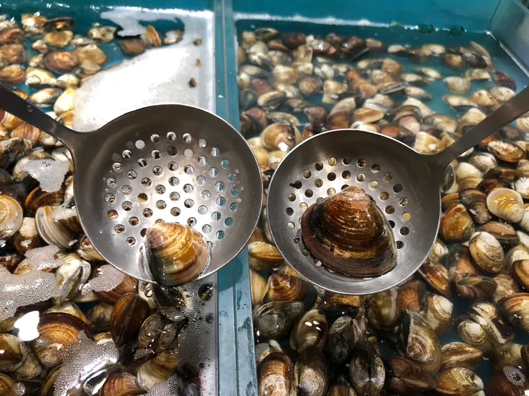 巨無霸商品特大文蛤對比一般文蛤明顯巨大許多。業者提供