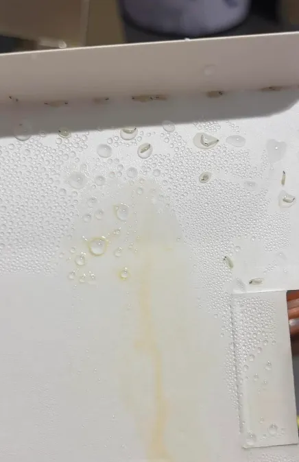 盒蓋上明顯有蟲。翻攝自爆料公社