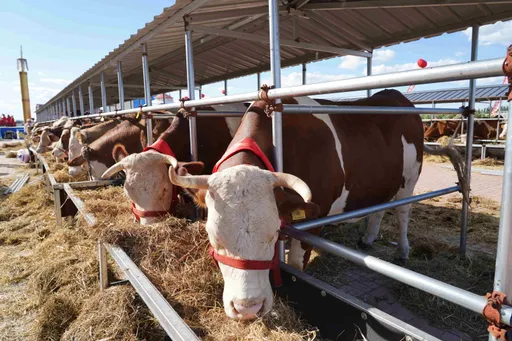 拿鴨肉冒充牛羊肉!內蒙古大學挨轟 「內蒙不缺牛羊、缺德」