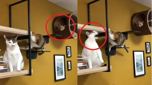 還來呀！都跟你說別惹我了　最氣的是上面那位還趴著看戲