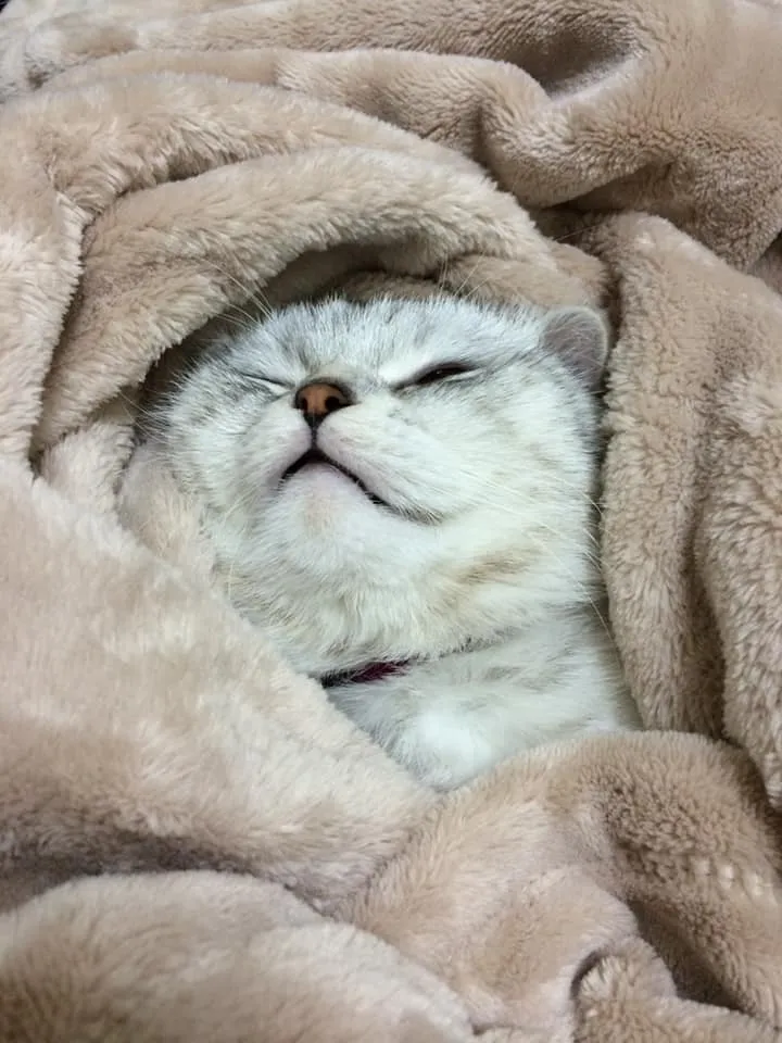 翻攝自「Costco好市多 商品經驗老實說」