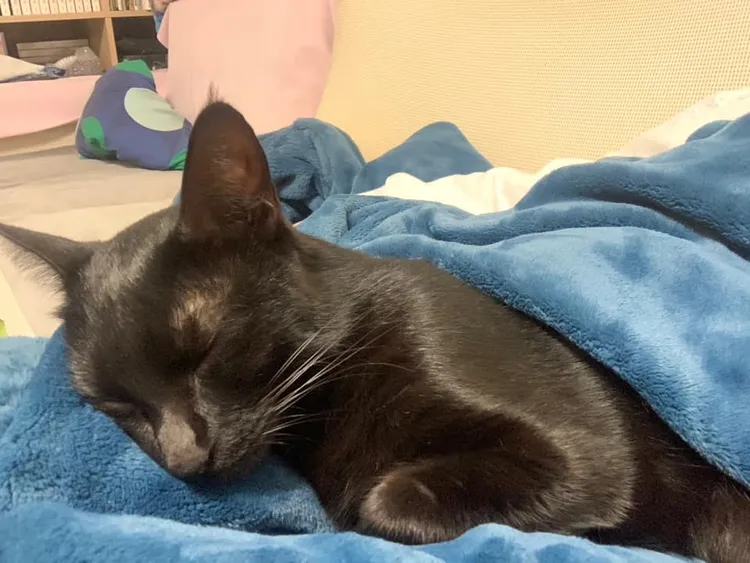 翻攝自「Costco好市多 商品經驗老實說」