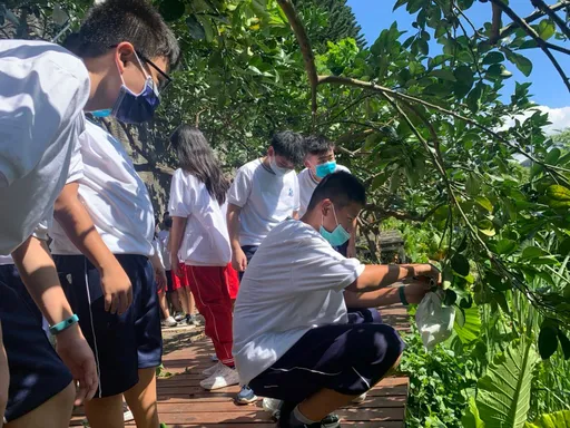 新北推文旦食農教育　9/13日市府大廳開展闖關拿好康