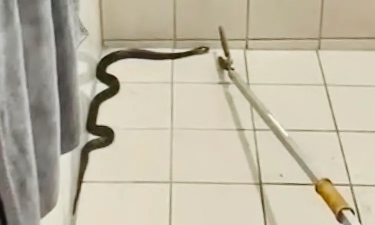 消防隊員持捕蛇夾逼近。消防局提供