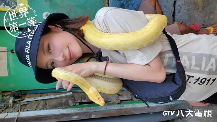 張景嵐將黃金蟒當披肩。八大提供