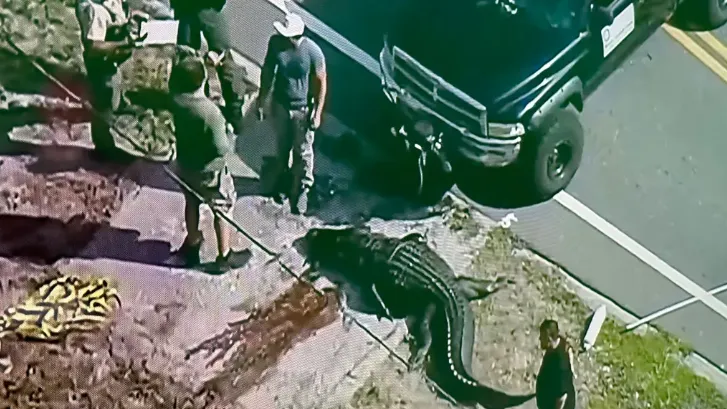 佛州警方表示，那條4公尺長的巨鱷已被「人道撲殺」。翻攝X@holly gregory