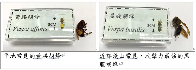 蜜蜂和胡蜂螫傷後可能引起全身性毒性反應。北榮提供