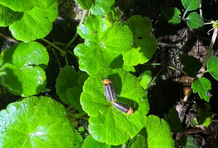今年的秋天也開始出現黃緣螢、小端黑螢幼蟲及成蟲的活躍蹤跡，圖為水生黃緣螢。農業局提供