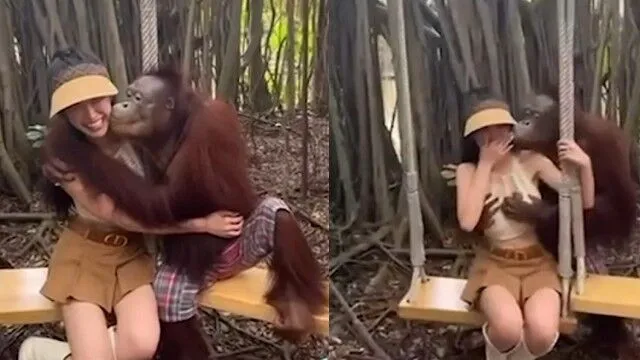 紅毛猩猩拍照姿勢一流，羨煞旁人。IG: reel :llxxix_ 提供