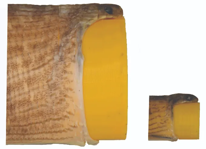 死掉的小蛇吞嚥實驗。科學新聞