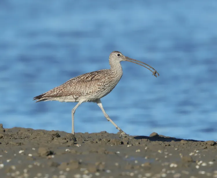黦鷸獵食螃蟹。鳥友徐瑞芳提供
